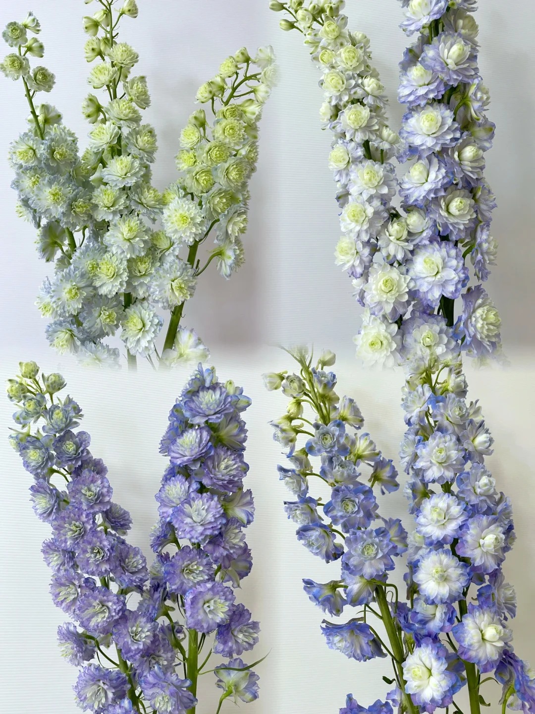 （定制精选）混色重瓣大飞燕 --收到花有问题第一时间联系客服