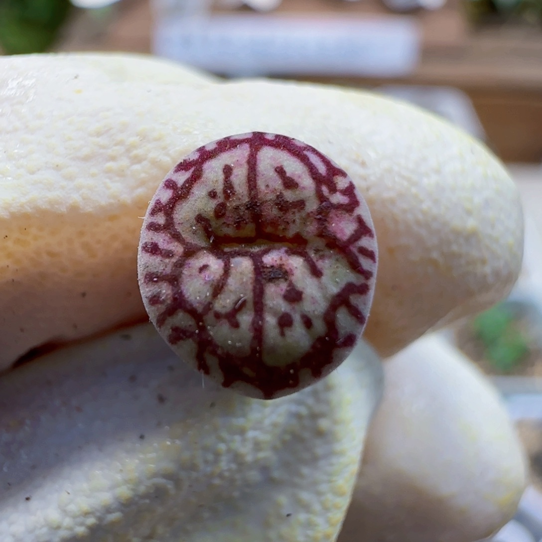 7-30福利肉锥墨1cm235