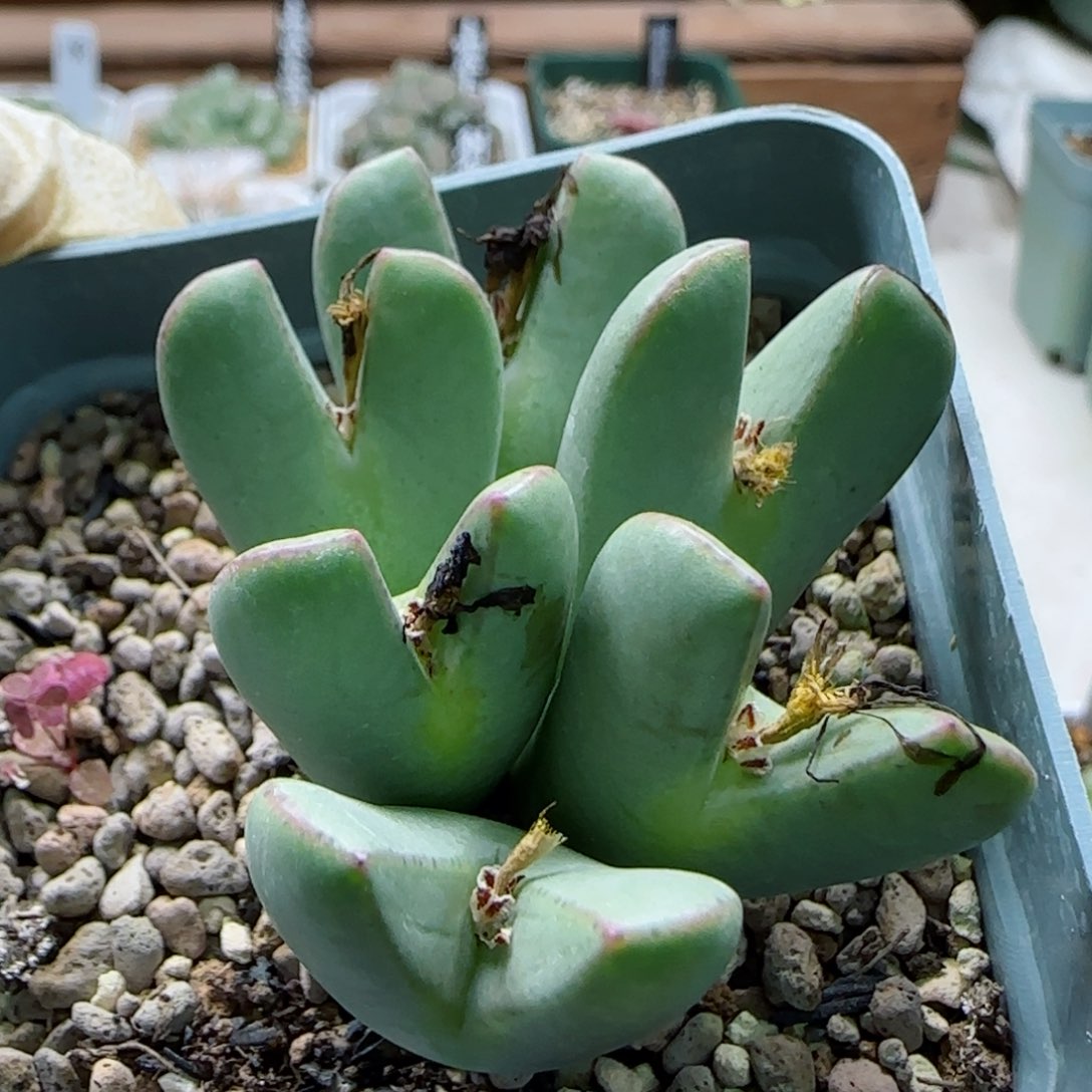 11-13-3-1当天满48包邮清货少将脱土