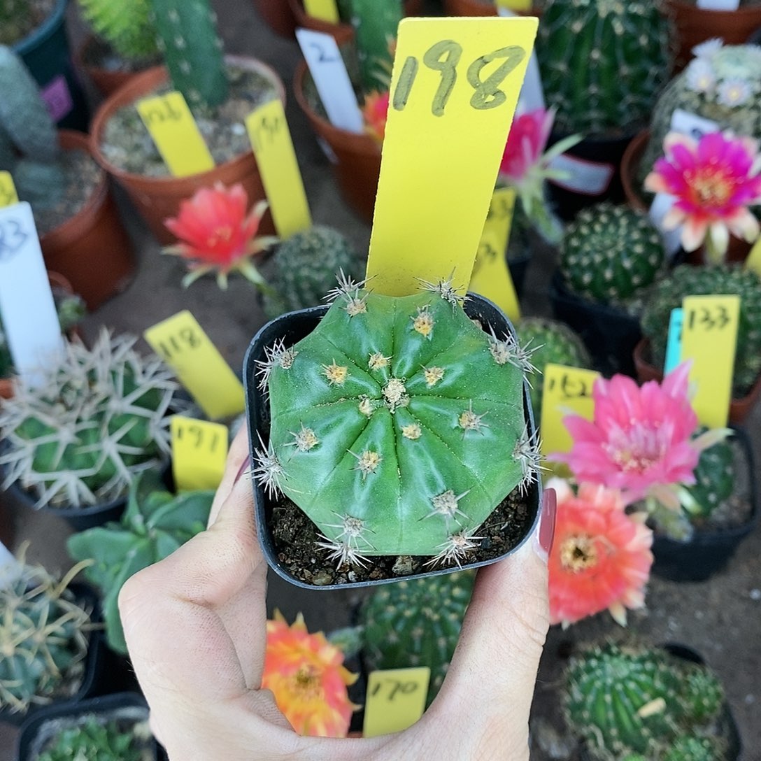 【闪购商品】小**累极光
