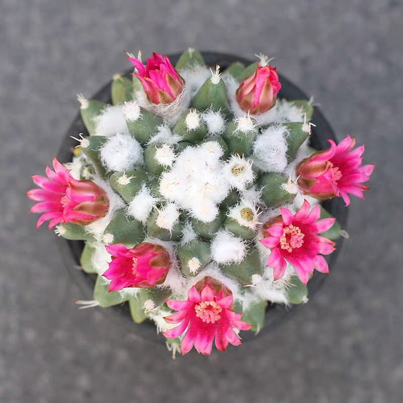 雪糕仙人球实生群开花紫花多肉植物