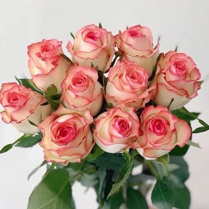 【艾莎玫瑰花】新鲜成品艾莎玫瑰花花束云南省鲜花基地直发家用鲜花