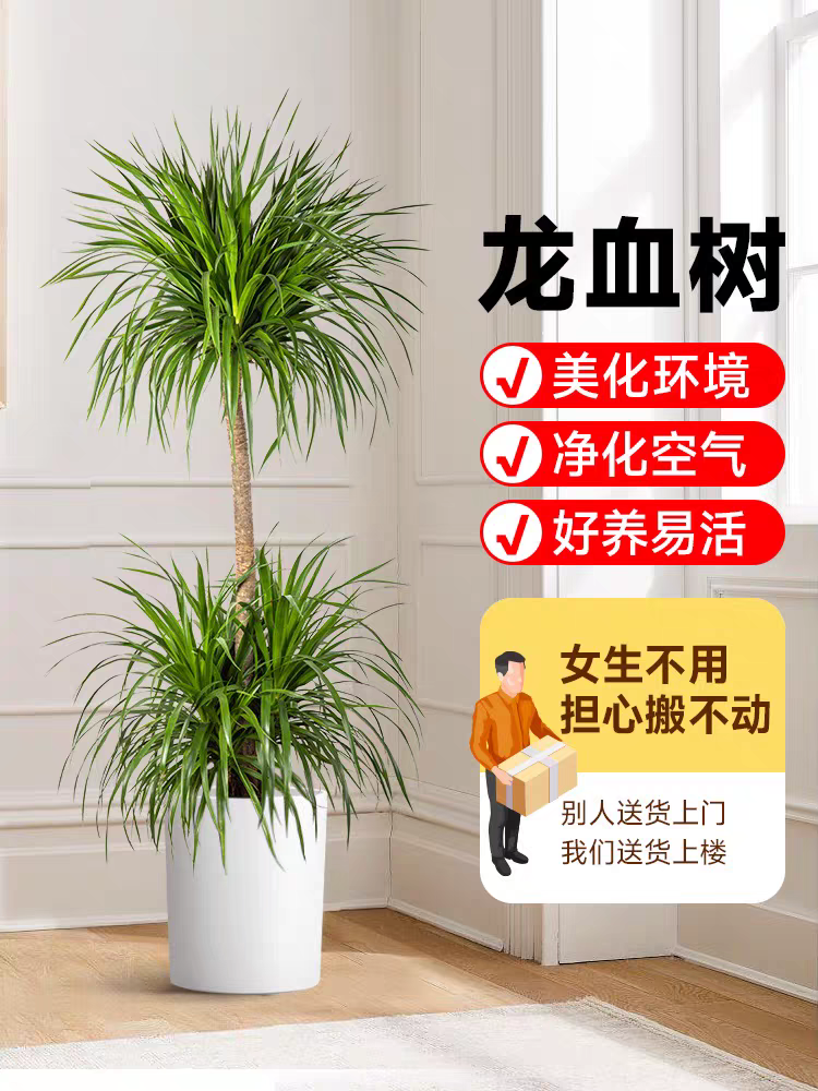 二层龙血树盆栽绿植室内大型客厅大盆景真花龙铁龙须树办公室植物