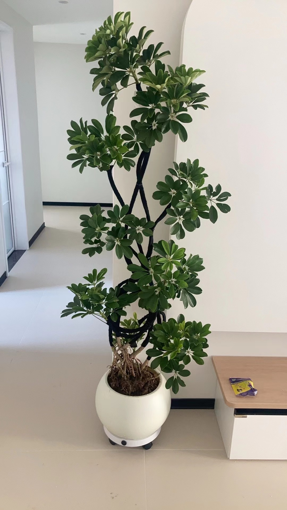 造型包边鸭脚木盆栽客厅室内绿植落地网红好养真花卉鸭掌木植物