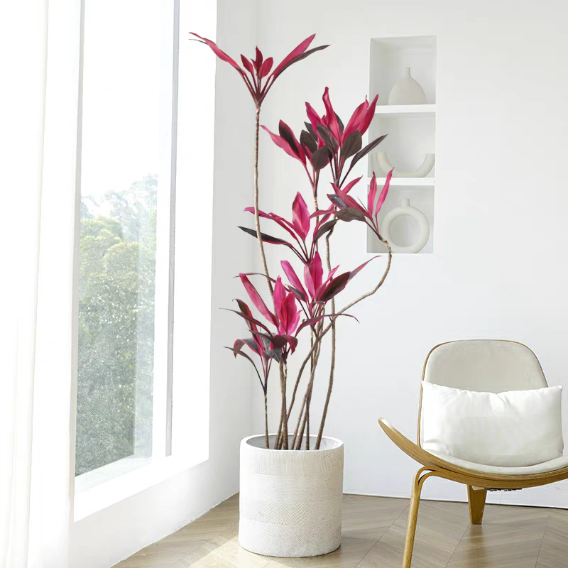 红叶朱蕉造型大型绿植盆栽客厅办公室美国红铁观叶绿植耐阴好养易