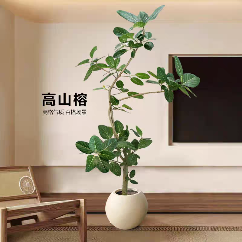 造型孟加拉榕高山榕盆栽大型绿植室内客厅网红植物办公室庭院绿植
