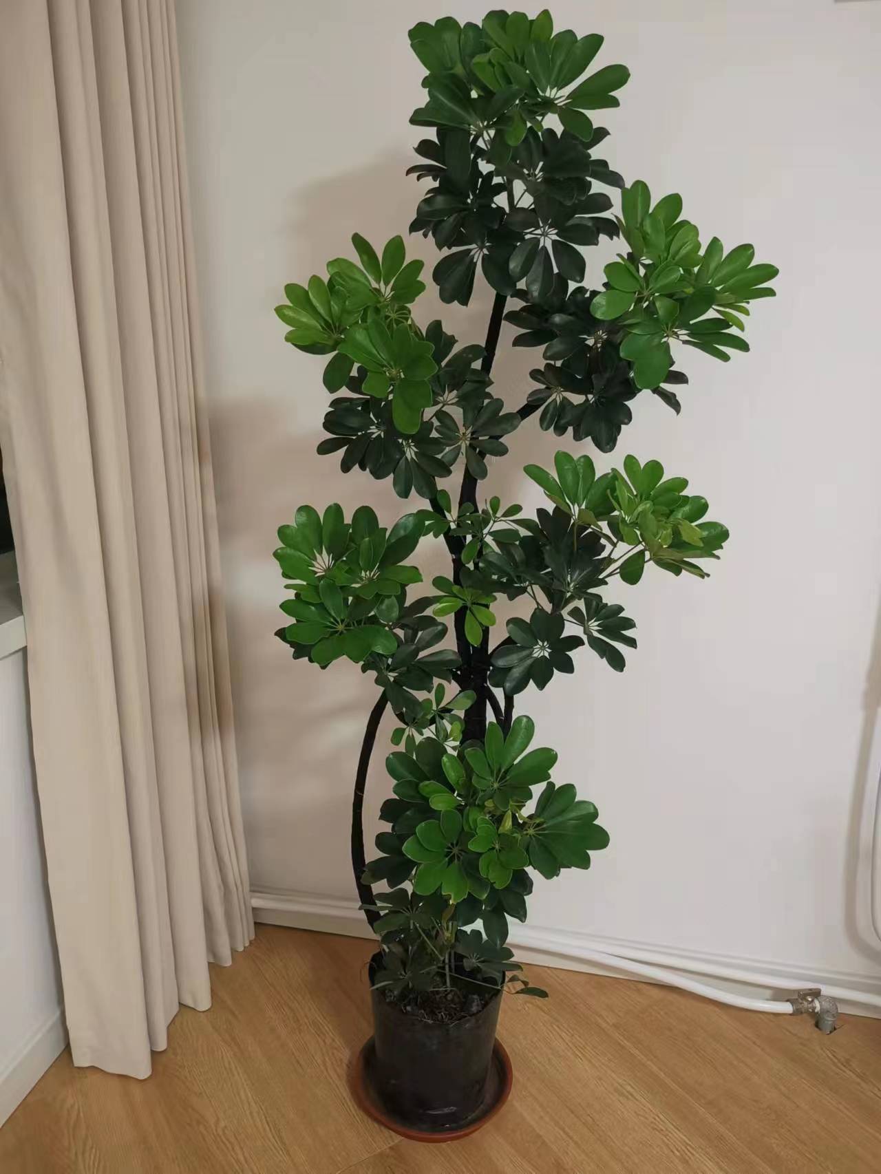 高端造型鸭脚木办公室落地招财树四季常青鸭掌木室内外好养绿植