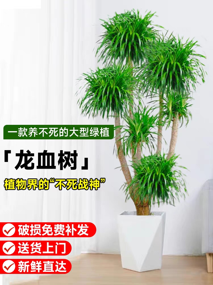 多头龙血树步步高四季常青网红绿植客厅书房办公室吸甲醛净化空气