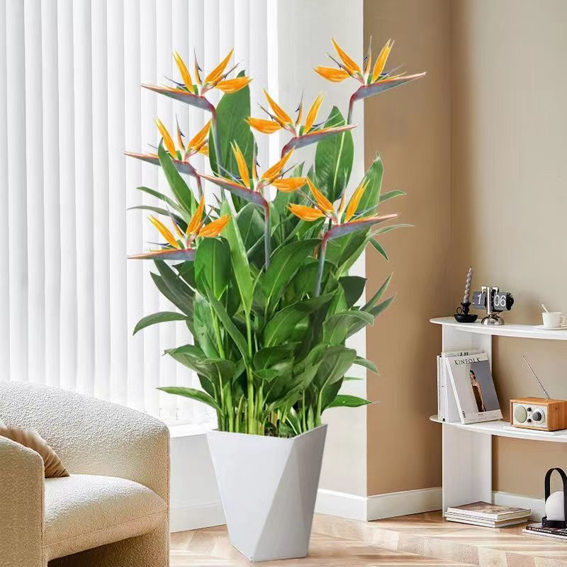 富贵鸟绿植鹤望兰带花盆栽大型绿植客厅办公室内绿植物花卉吸甲醛