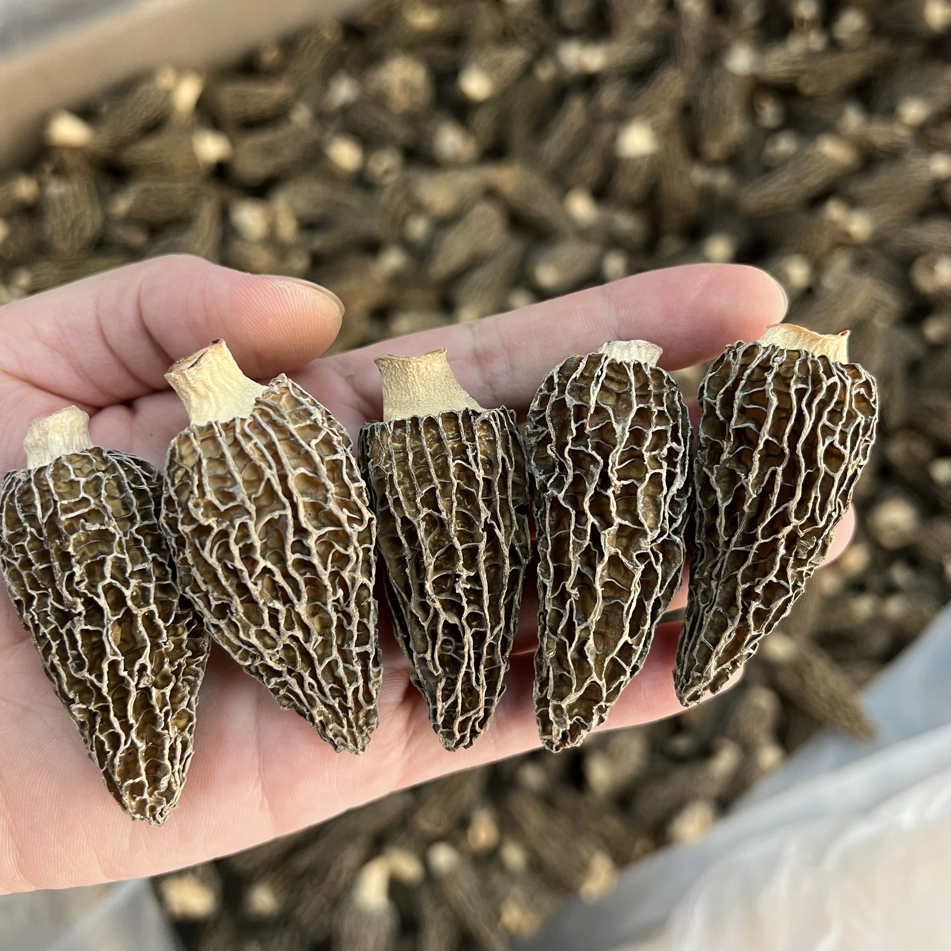 头期羊肚菌100克起