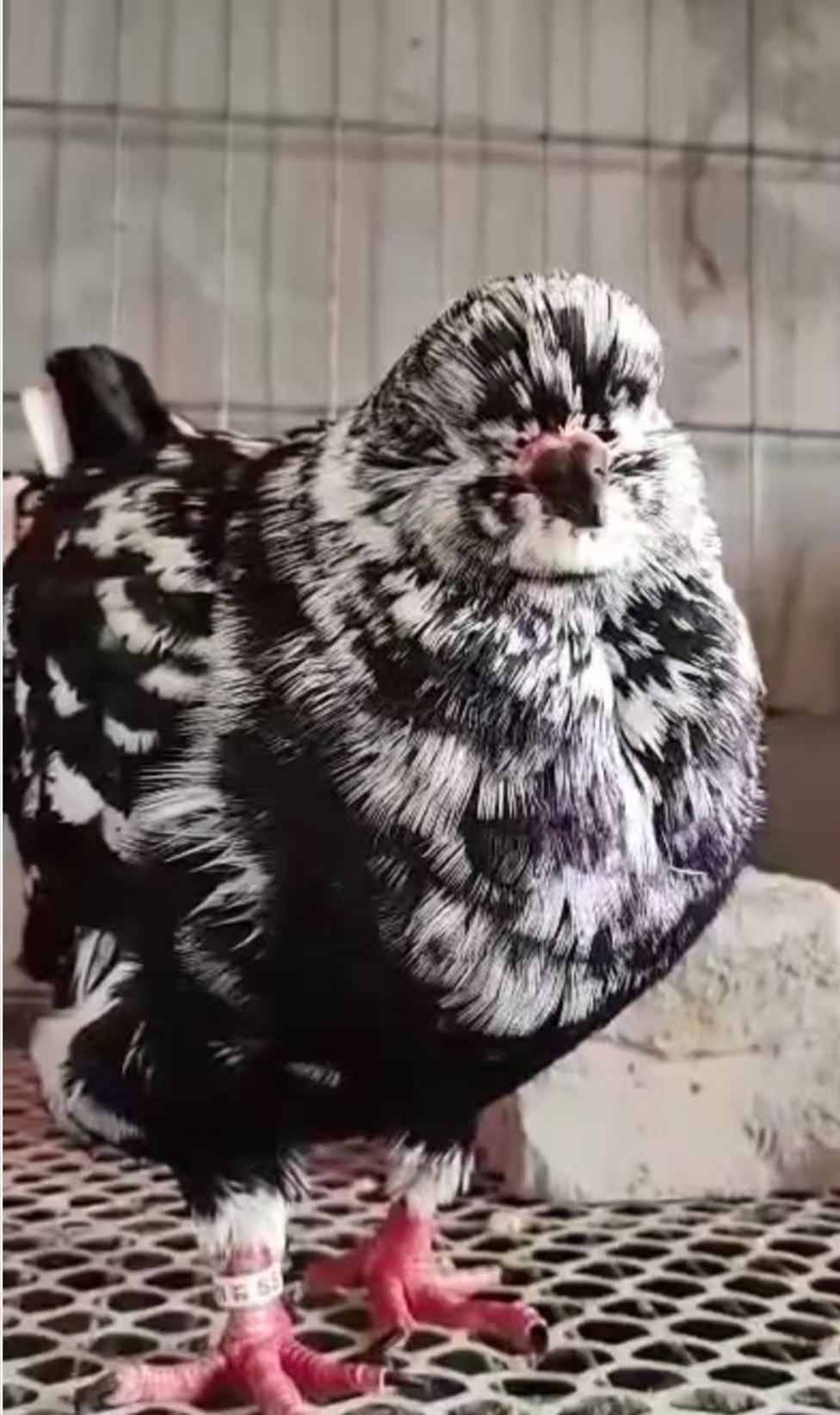 纯种大体落地王鸽子活体生鲜肉鸽  信鸽青年鹐