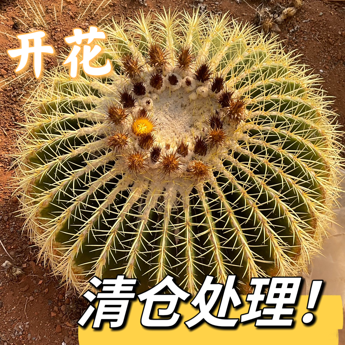 金虎仙人球中号带刺18-20公分左右金虎仙人球