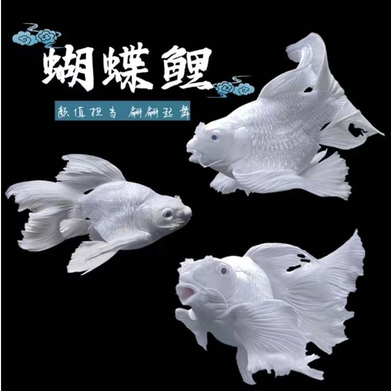 【白色蝴蝶鲤】贵妃狮头蝴蝶鲤观赏鱼大鳍大尾包邮