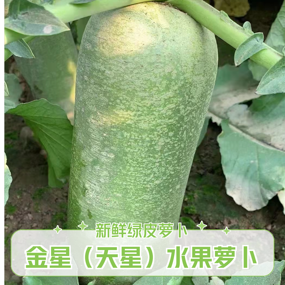 沙窝萝卜金星（天星）萝卜