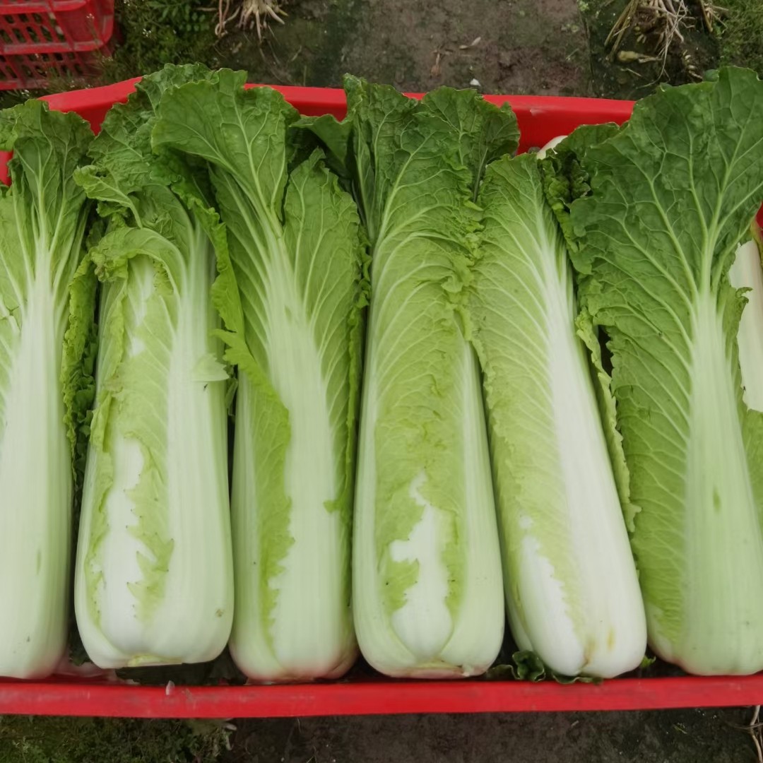 【竹筒菜绍菜天津白】净重5斤起，发顺丰坏菜包赔