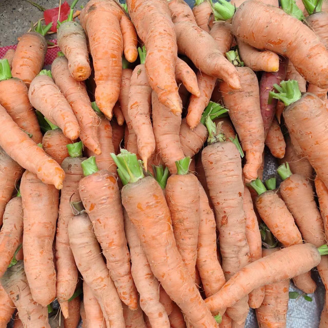 【农家带泥胡萝卜】净重3斤新鲜挖没洗发货萝卜坏菜包赔