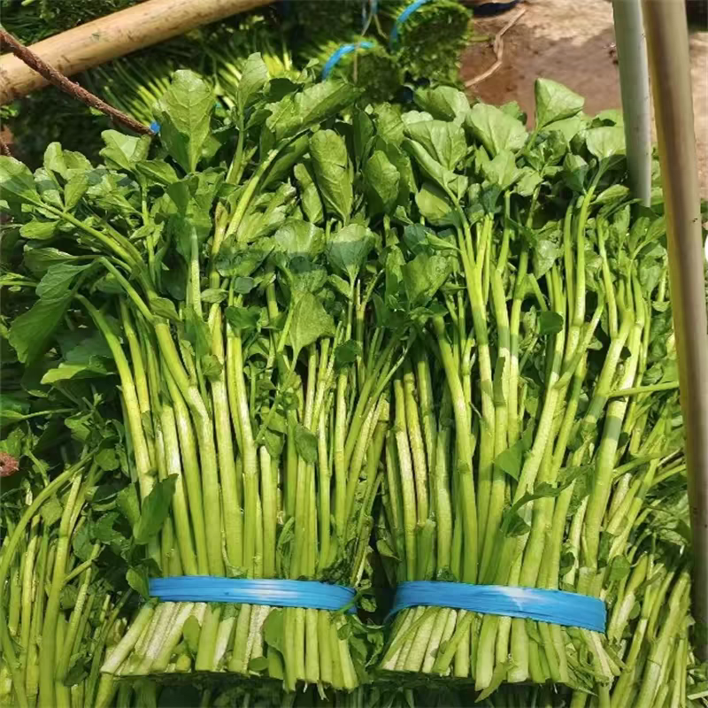 【连州本地山泉水种植西洋菜】泡沫箱加冰发顺丰，坏菜包赔，3斤起拍