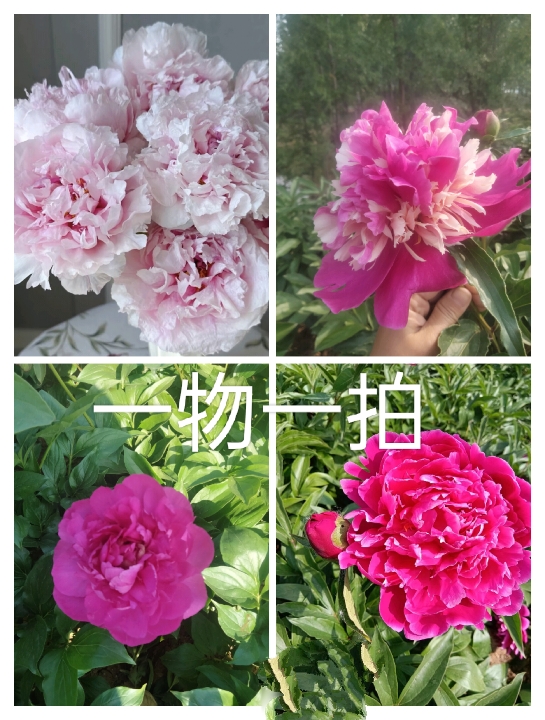 菏泽基地直发重瓣观赏芍药裸根发货