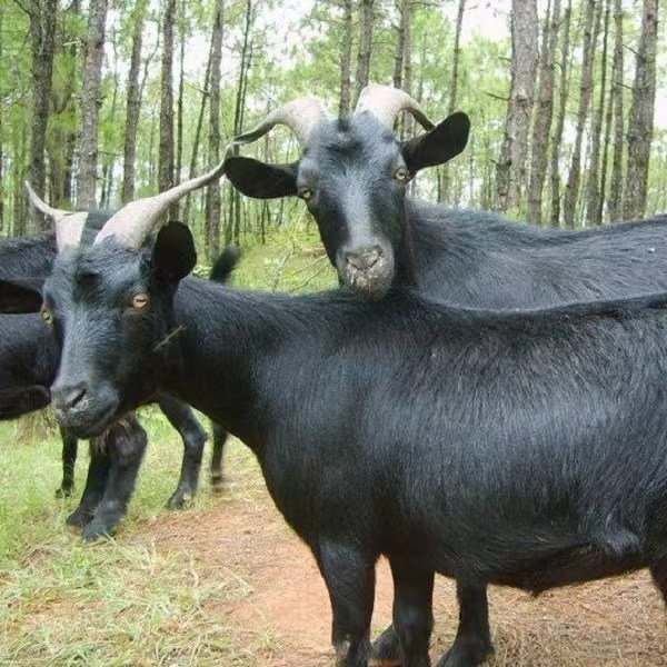 【永川本地农村放养山羊肉】直播间现场称重改价  肉形以直播间上称为准  永川城区免费配送到家