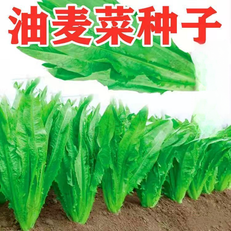 油麦菜种子春秋四季播种青菜阳台盆栽田园红叶油麦菜蔬菜种子