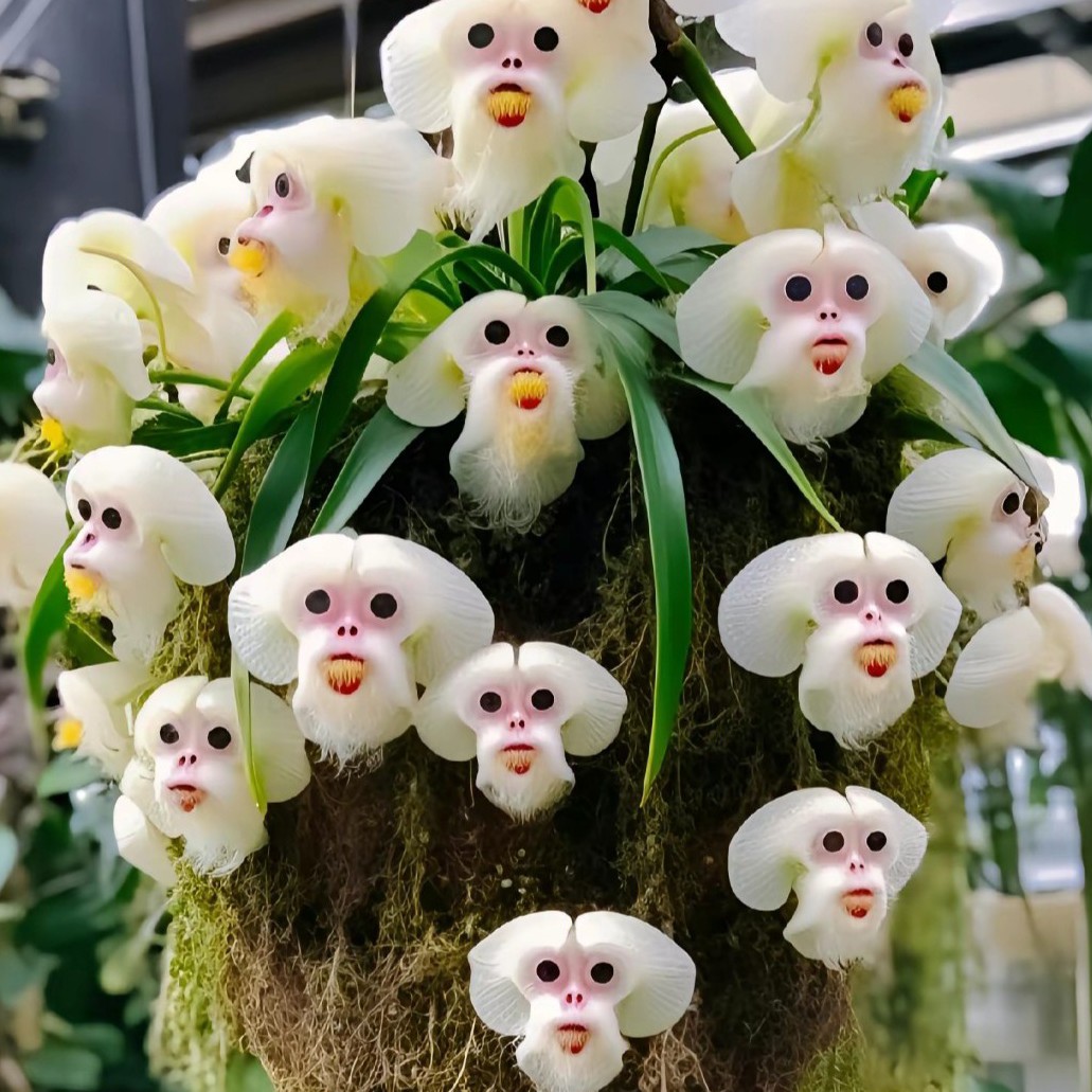 稀有浓香小龙兰猴面兰花球根花卉绿植阳台室内室外开花独特种植