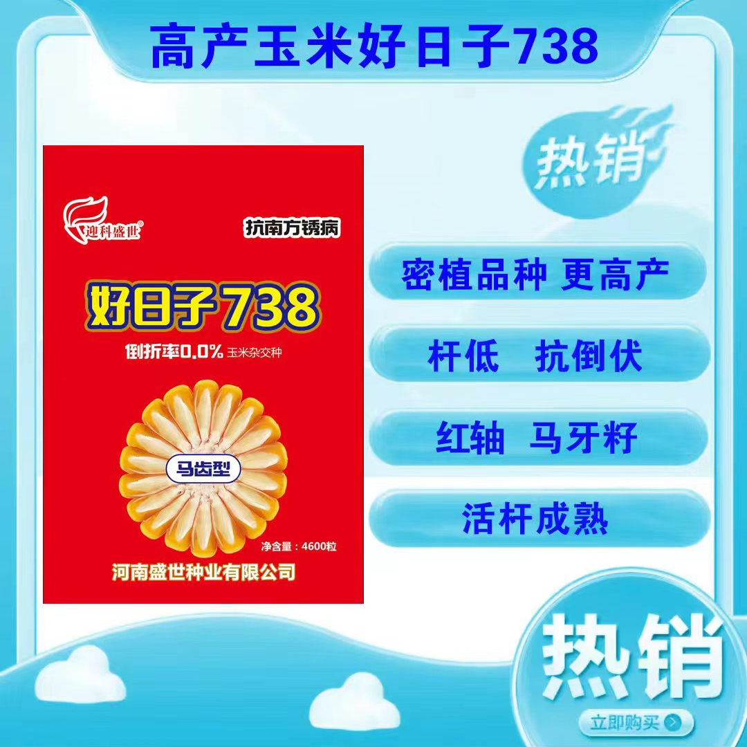 好日子738（张）抗倒伏 耐高温 抗锈病 高产玉米