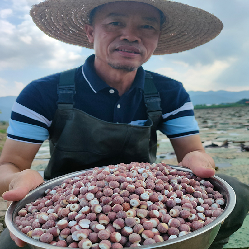 广东肇庆无硫野生精选芡实煮粥煲汤糖水高品质大颗粒鸡头米250克