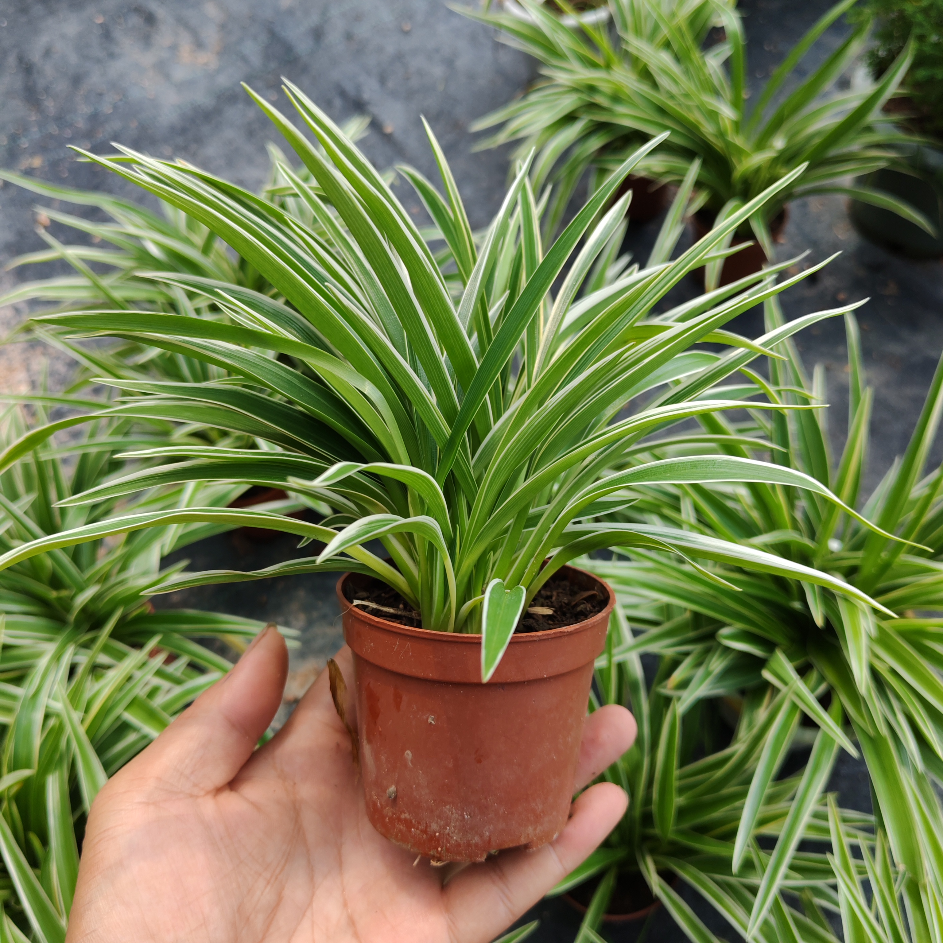 吊兰盆栽室内好养植物文雅四季常青绿植