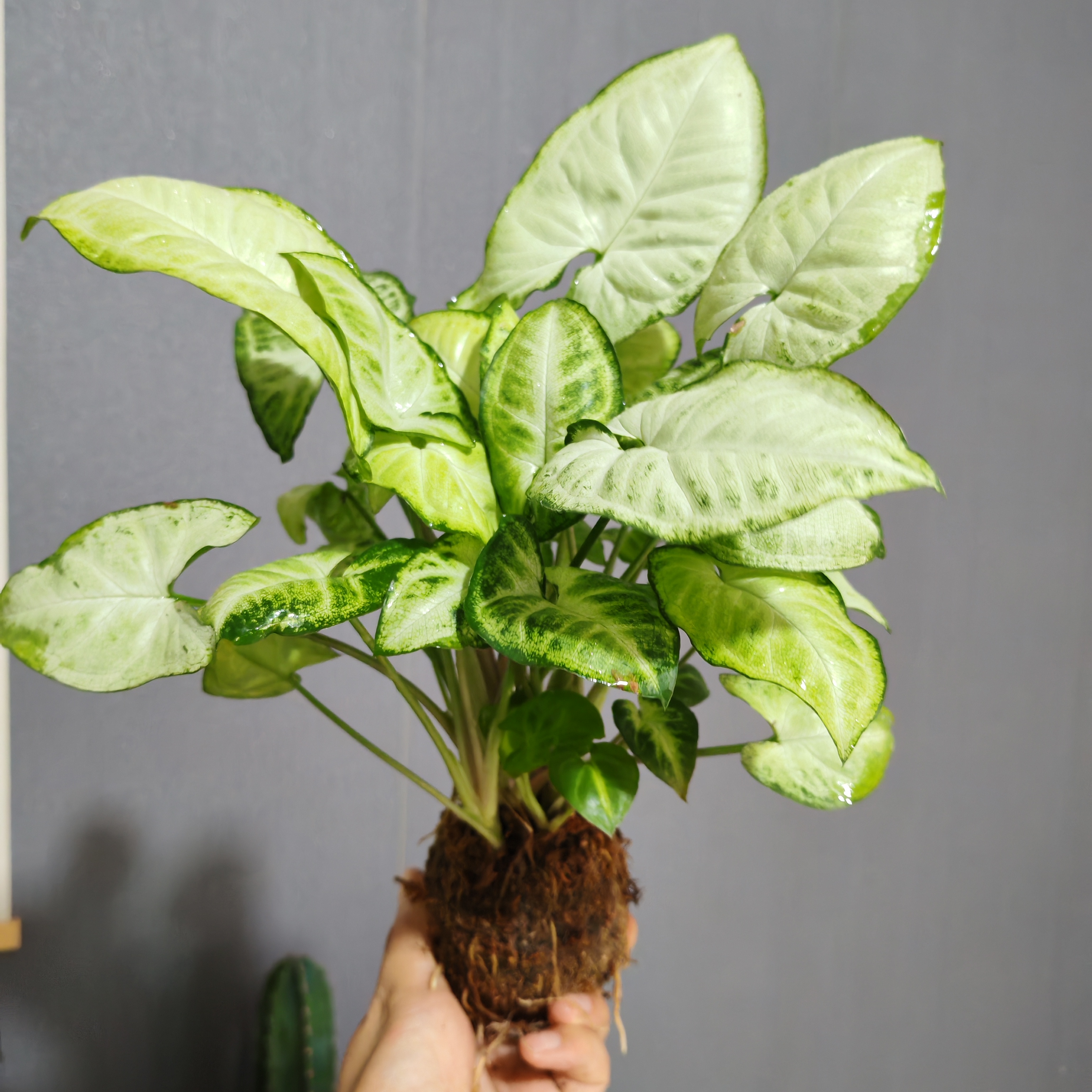 绿精灵苔藓球植物室内好养植物文雅四季常青绿植盆栽