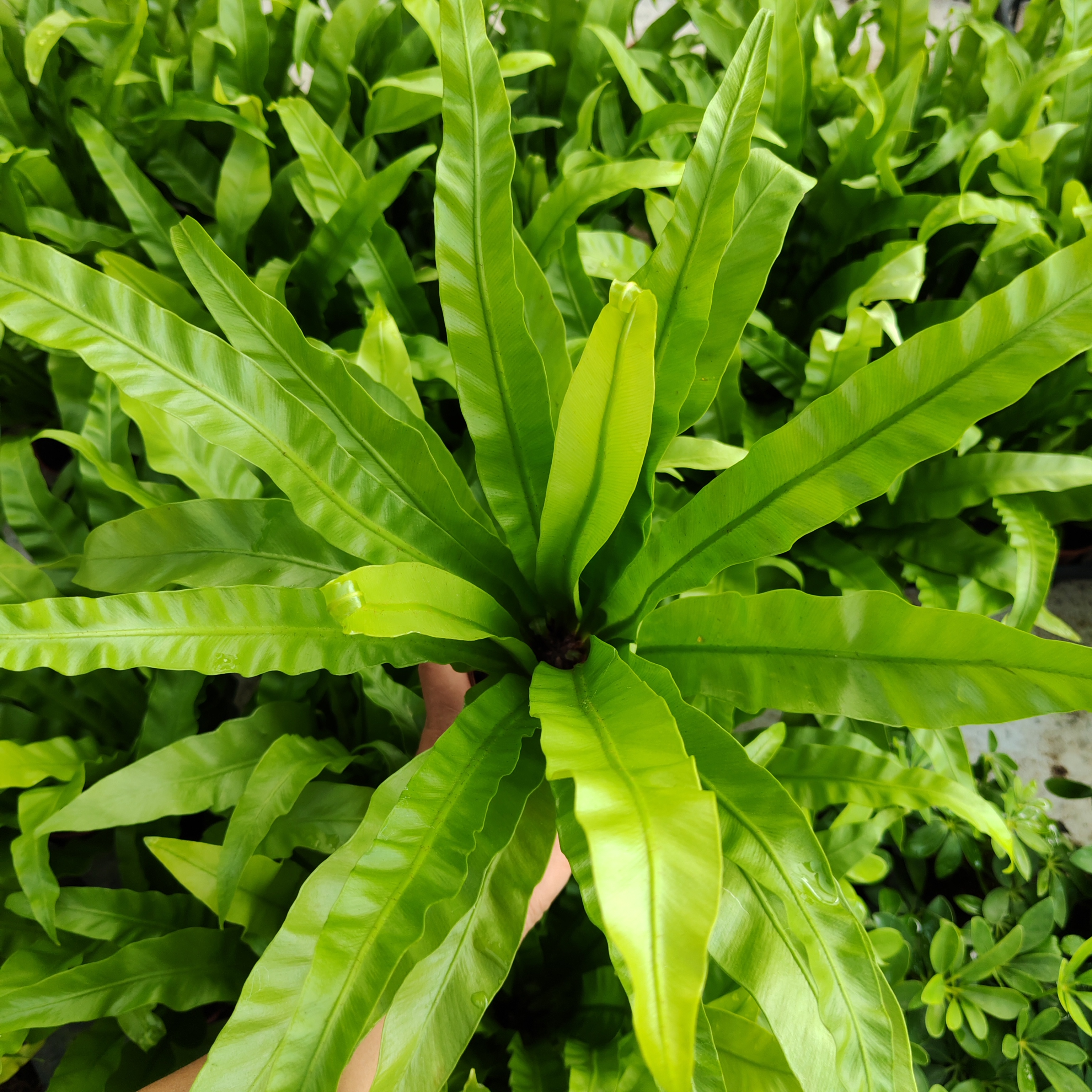 鸟巢蕨植物室内喜阴好养植物盆栽北欧风四季常青绿植