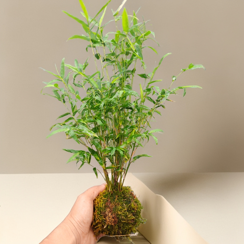 米竹盆栽苔藓球水培竹子好养植物室内微盆景翠绿竹庭院美观寓长寿