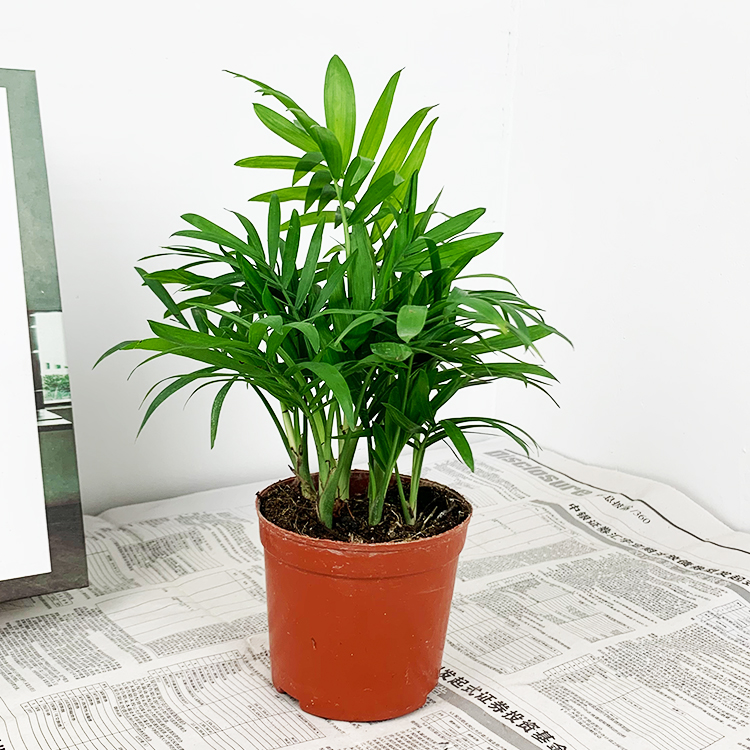 袖珍椰子盆栽水培植物客厅室内富贵凤尾竹四季常青水养绿植