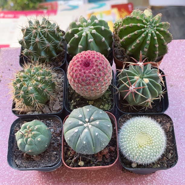 青王实生种植仙人球室内办公室桌面多肉植物盆栽防辐射开花小组合