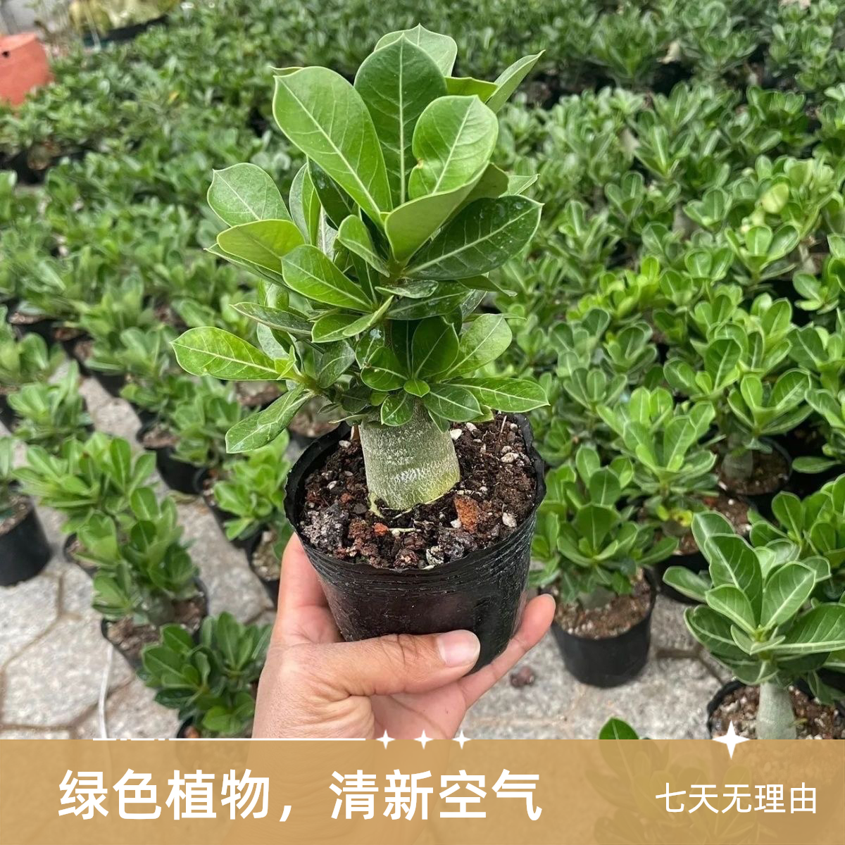 沙漠玫瑰耐旱爆花植物盆栽9.9～98