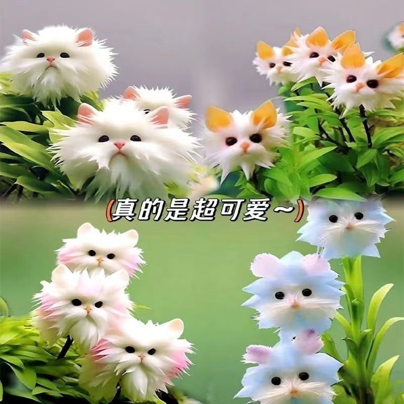 新品猫脸兰花大花四季开花浓香型花卉盆栽可爱除甲醛绿植阳台庭院