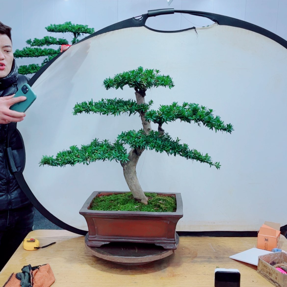 【闪购商品】盆景艺术