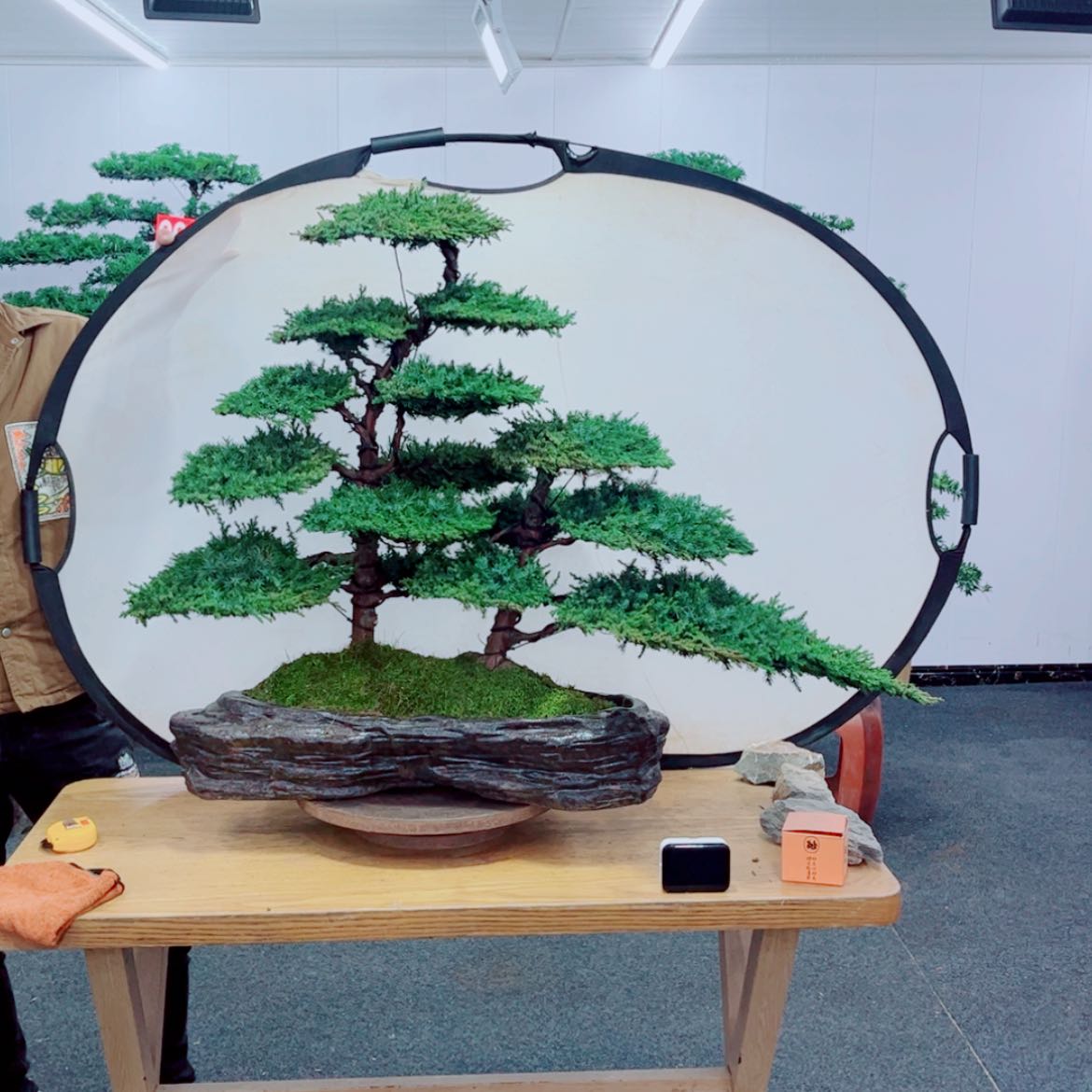 【闪购商品】盆景艺术