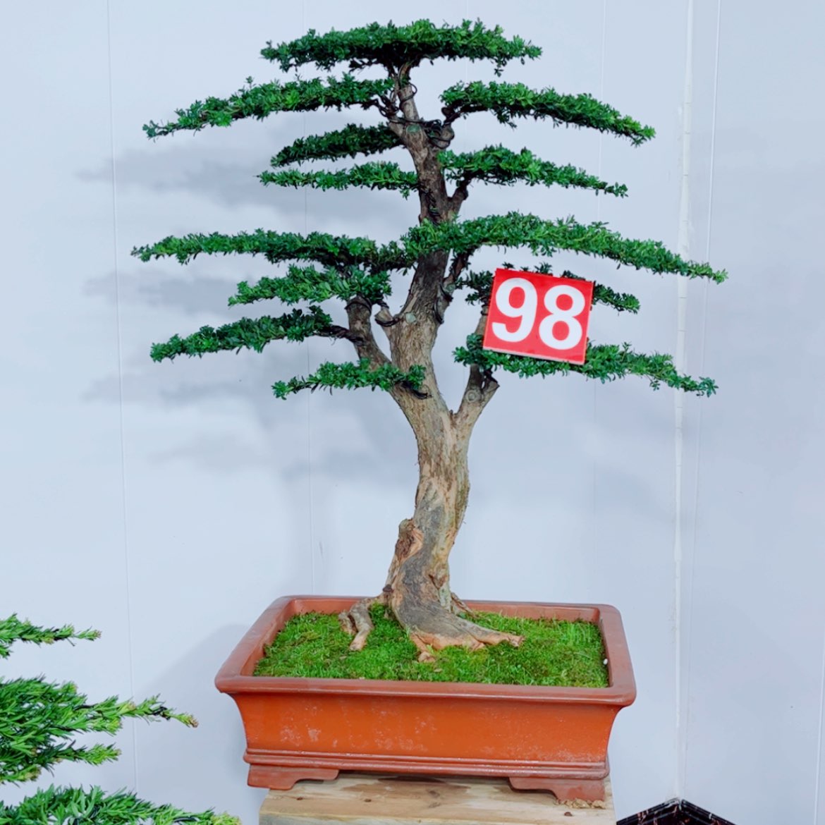 【闪购商品】罗汉松盆景