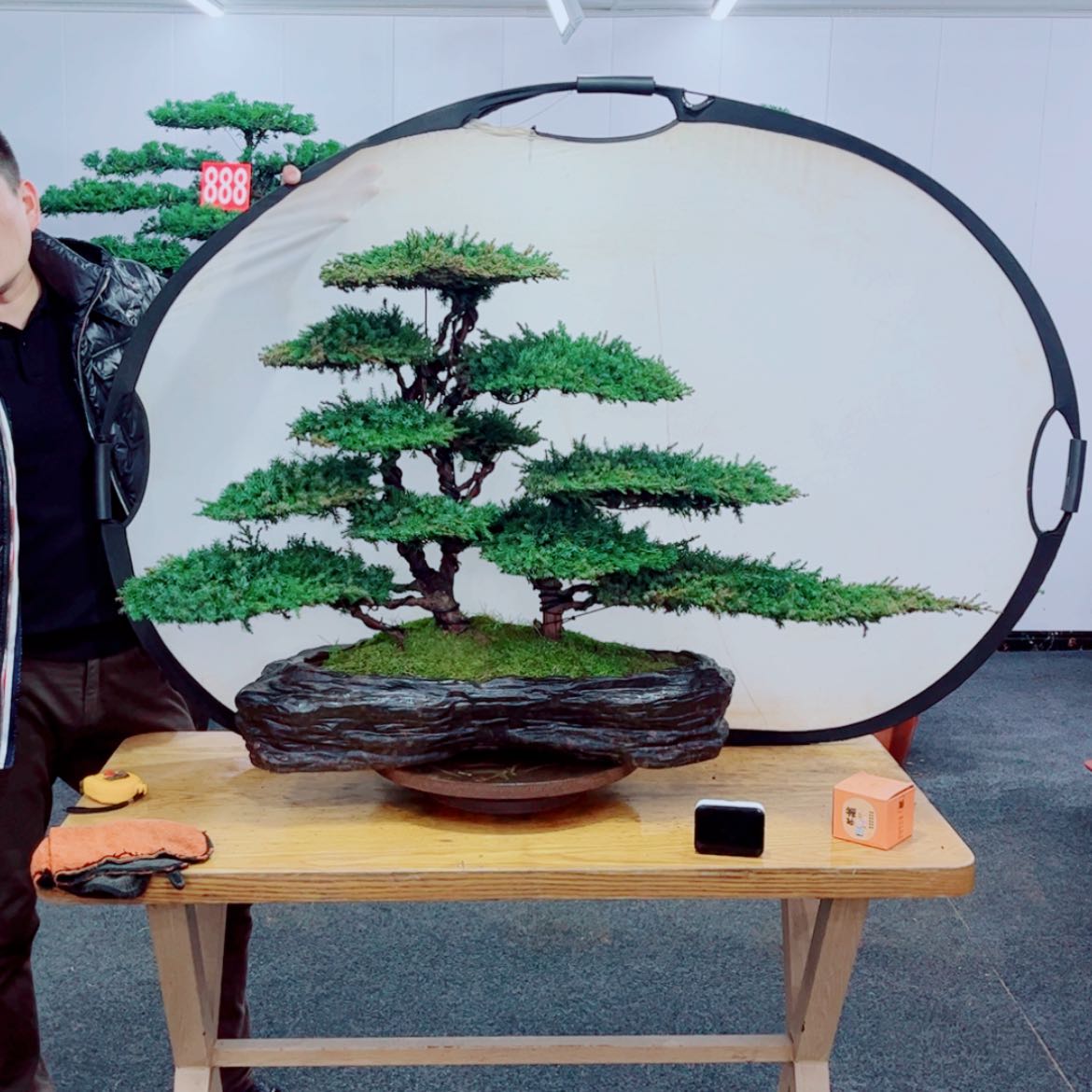 【闪购商品】盆景艺术
