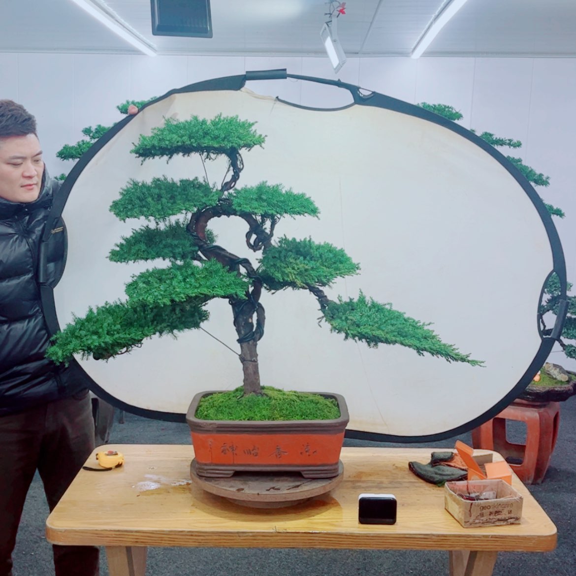 【闪购商品】盆景艺术