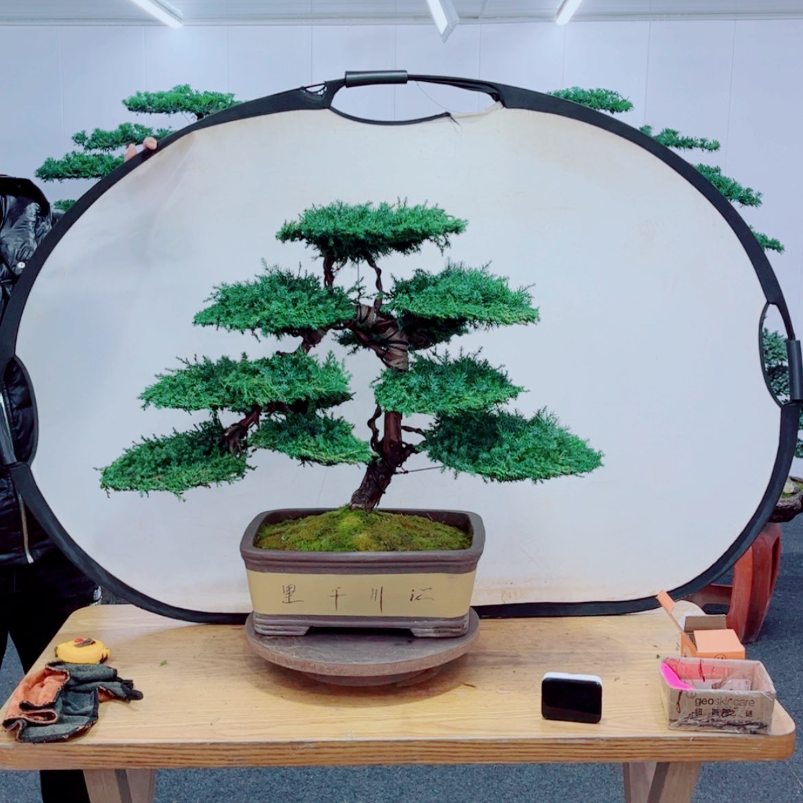 【闪购商品】盆景艺术