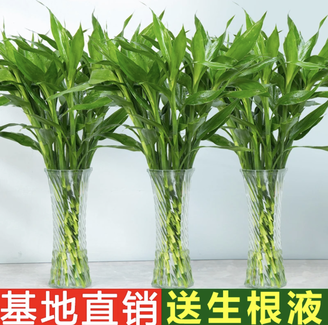 鲜切富贵竹花开富贵节节高水培绿植海南空运发货办公居家植物盆栽