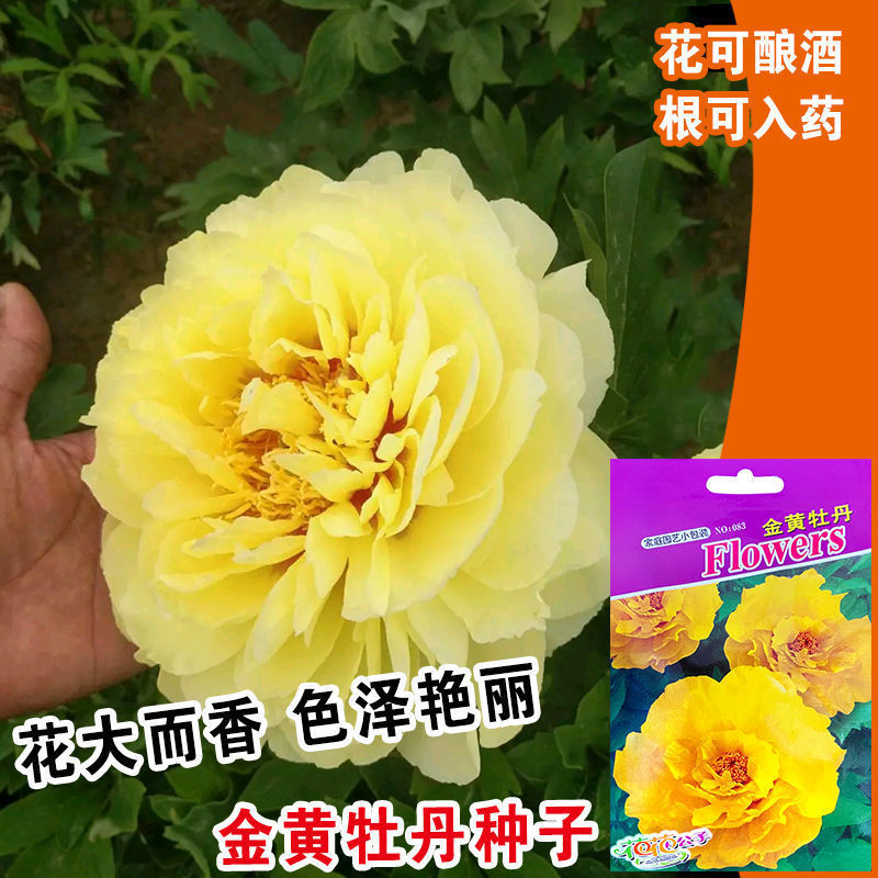 牡丹花盆栽花卉种子四季开花花瓣种籽室内庭院花苞植物孑金黄牡丹