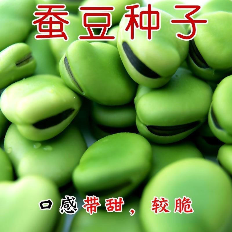 绿宝蚕豆种子特大高产罗汉豆种籽春秋冬季播种早熟耐寒胡豆籽