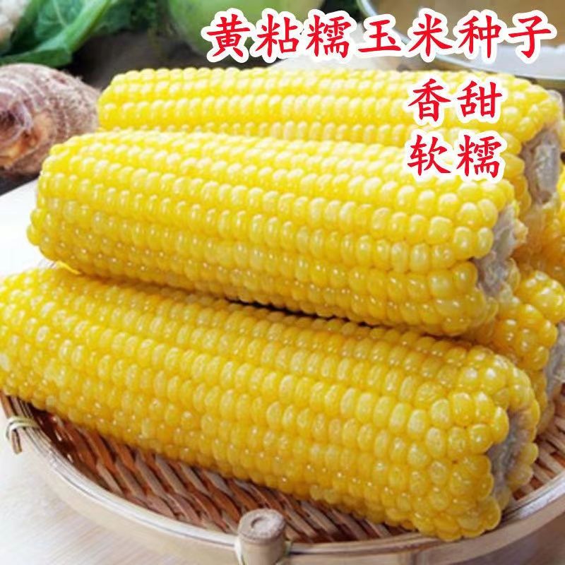 黄金甜粘糯大棒玉米香甜糯玉米种子黄糯粘玉米种子蔬菜种子四季播