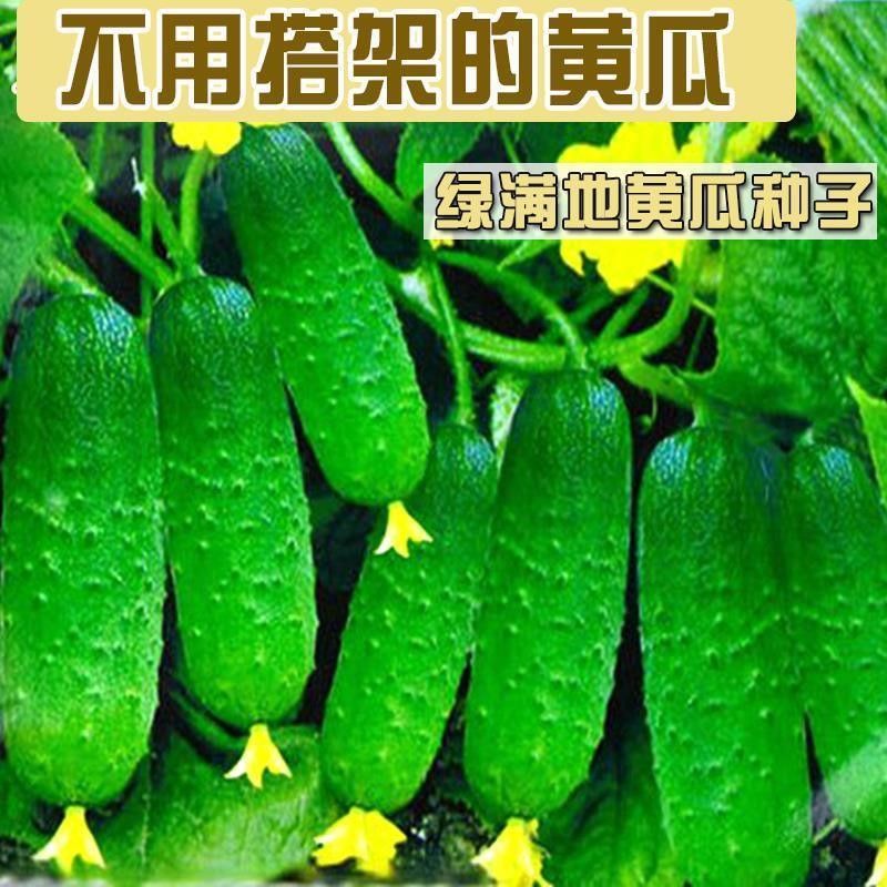 不搭架水果黄瓜种子满地爬甜脆旱黄瓜籽四季庭院阳台盆栽蔬菜种子