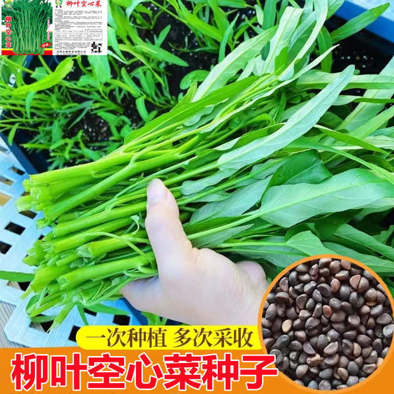 四季空心菜种子大叶空心菜籽菜种子阳台盆栽柳叶空心菜青梗可水培