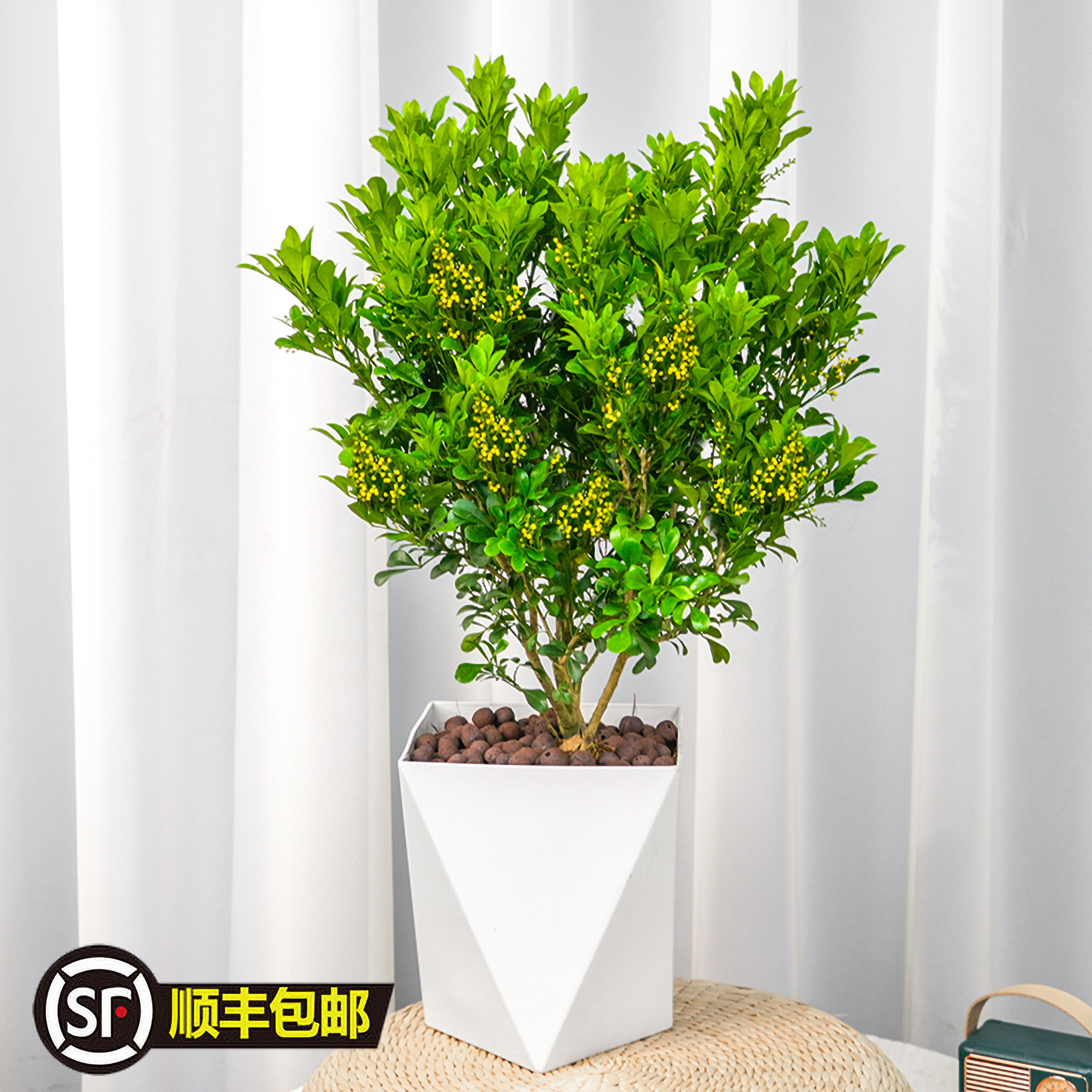 香水米兰花卉盆栽室内室外绿植四季好养活体植物基地发货带花盆