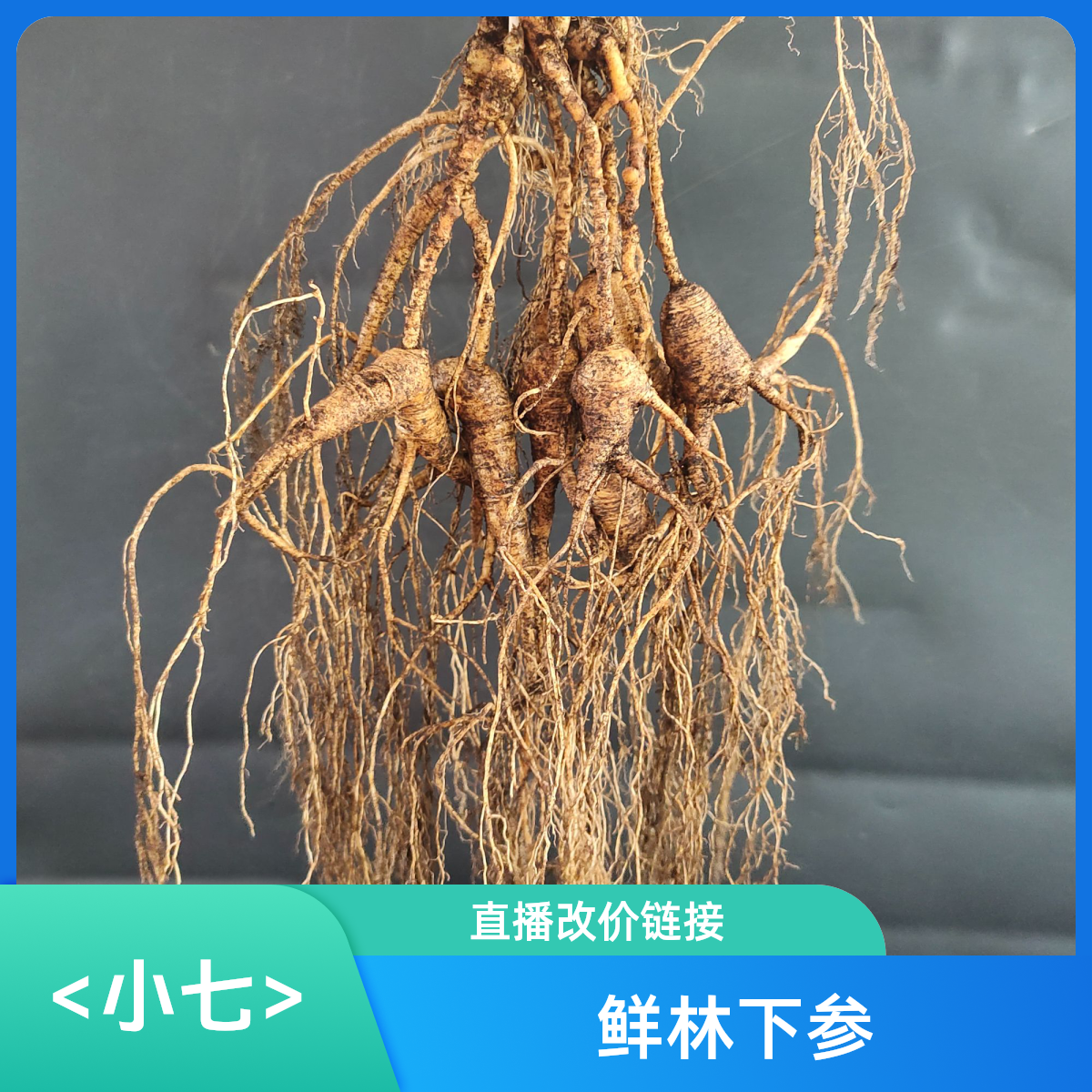 <小七>东北林下参直播改价链接