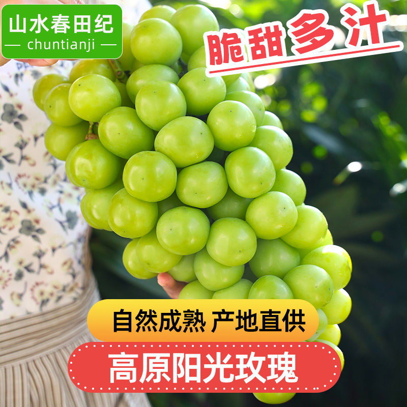 【送一斤】顺丰京东山水春田纪LX云南阳光玫瑰葡萄爆汁新鲜水果